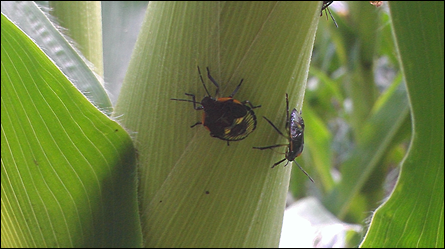 Green Stink Bug Nymphs