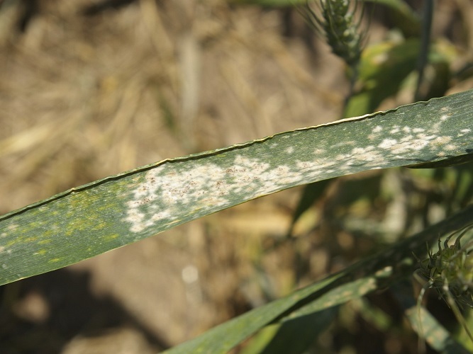 Figure 1. Powdery mildew on a wheat leaf. Note fruiting structures (cleistothecia) lying on top of the fungal growth. Photo credit: Craig Grau.