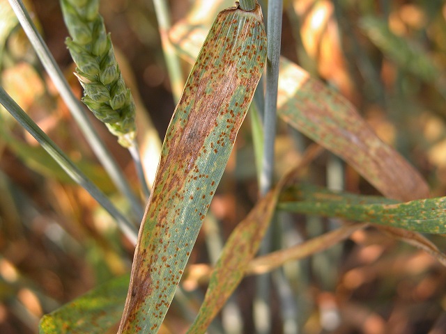 Figure 2. Wheat leaf rust. Photo Credit: Craig Grau.