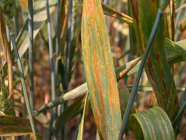 Figure 3. Stripe rust on wheat. Photo Credit: Craig Grau.
