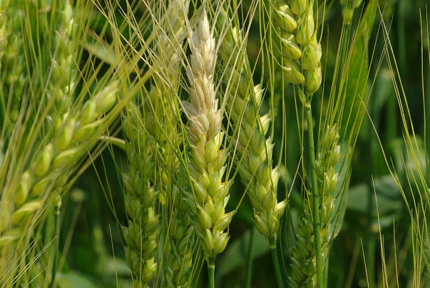 Figure 4. Fusarium head blight symptoms on spikelets (bleached spikelets) on a wheat head. Photo Credit: Craig Grau.