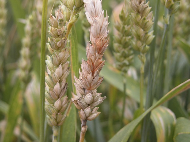 Figure 5. Entire wheat heads with symptoms of Fusarium head blight. Photo credit: Craig Grau.