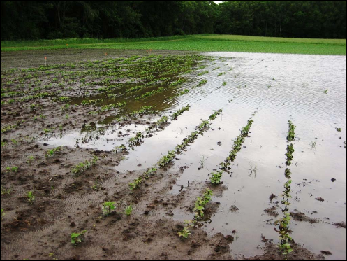 Image 1. Flooded soybean field located at Arlington WI, June 8th 2008.