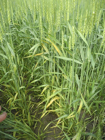 Figure 1. A stripe rust “hot spot” in a plot of winter wheat in Janesville, WI. Photo Credit: Damon Smith