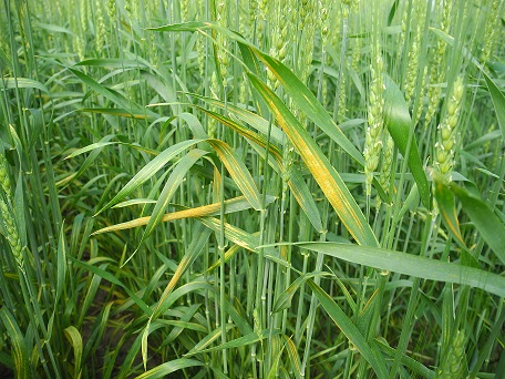 Figure 2. Wheat leaves with mature strip rust pustules. Photo Credit: Damon Smith