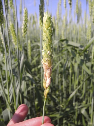 Figure 3. Fusarium head blight on winter wheat in Janesville, WI. Photo Credit: Damon Smith