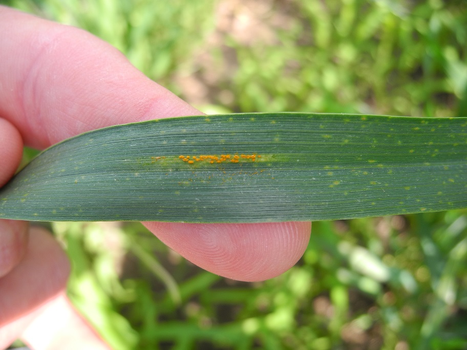 Figure 1. Stripe rust pustules on a soft red winter wheat flag leaf. Photo Credit: Damon Smith