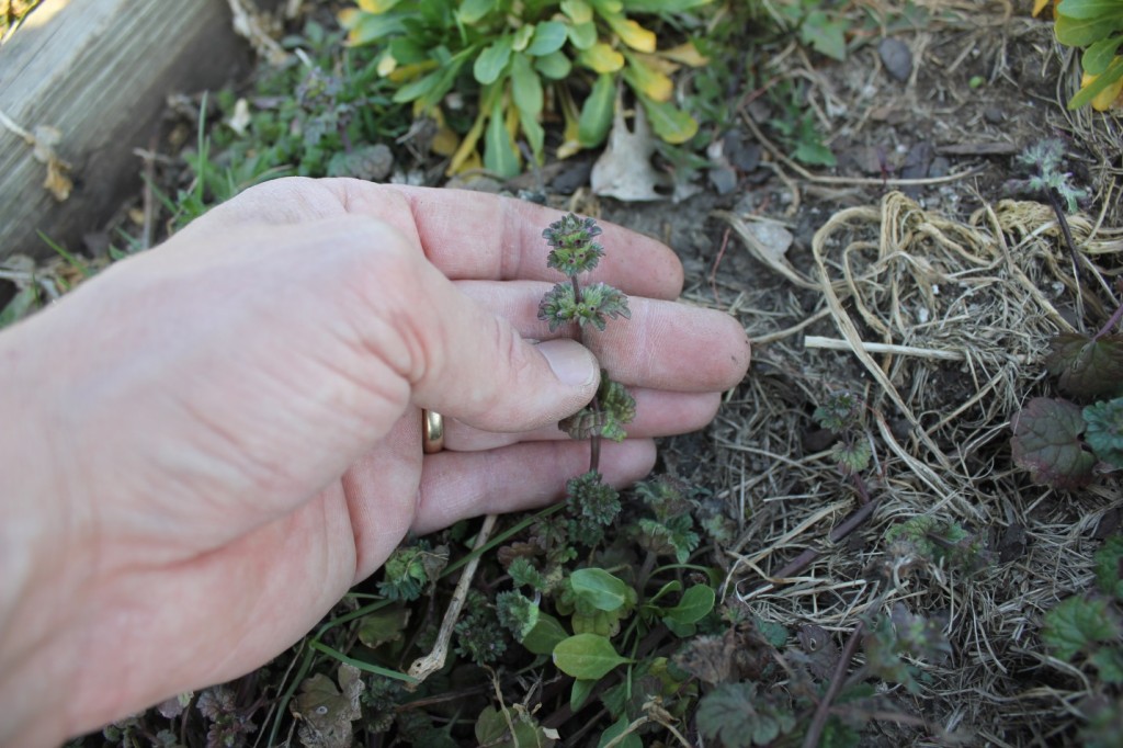 Henbit