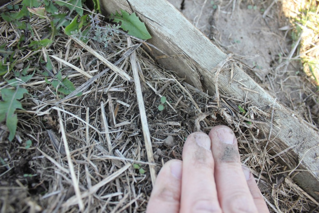 Common Ragweed Seedling