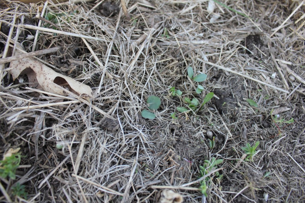 Giant Ragweed