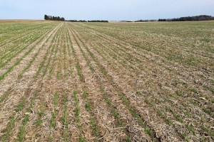 Figure 2. Winter wheat stand in southern Wisconsin