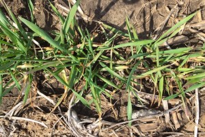 Figure 1. Winter wheat plants in a field in Southern Wisconsin